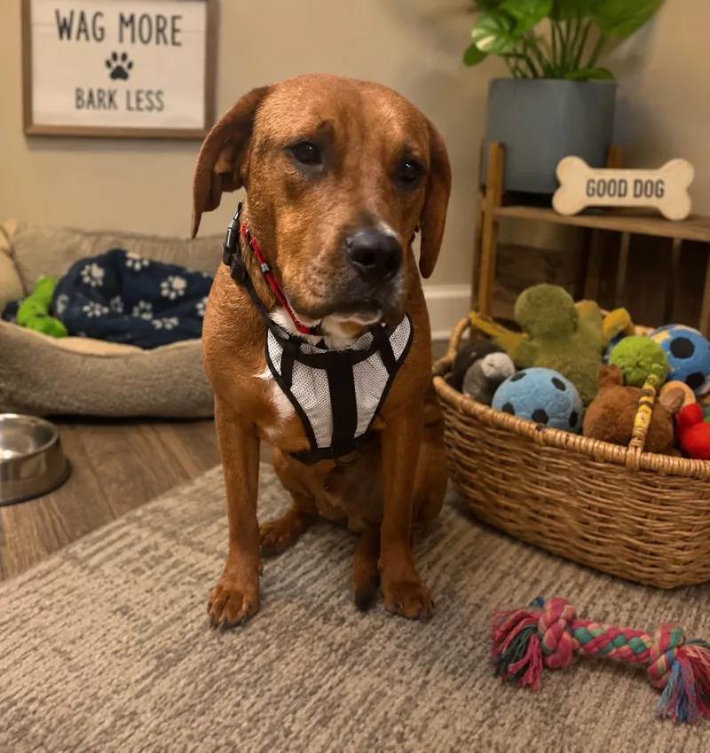 A young medium-sized male Labrador Retriever dog named Huckleberry for adoption in Melbourne , FL