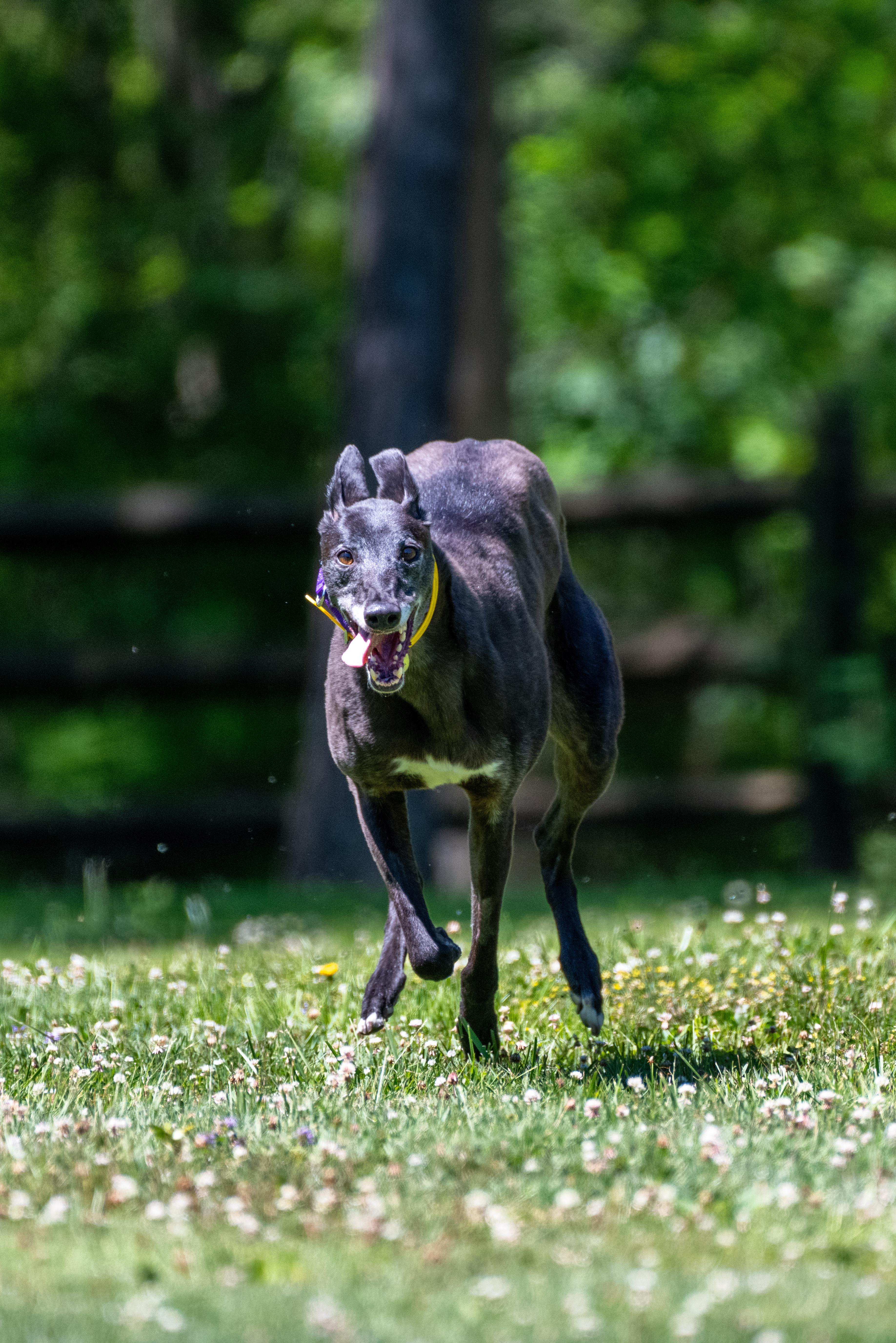 An adult large-sized male Black Greyhound dog named Coolbeg Hithere "Paddy" for adoption in Chagrin Falls, OH