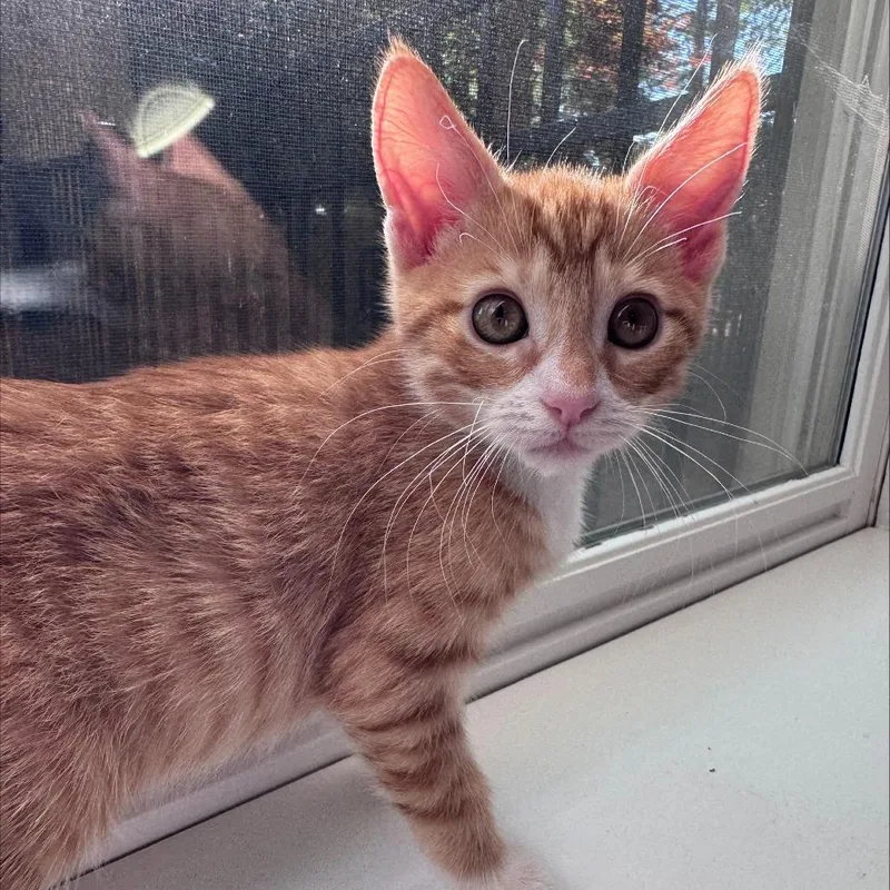 A baby small-sized male Domestic Short Hair cat named Tyler for adoption in Cumming, GA