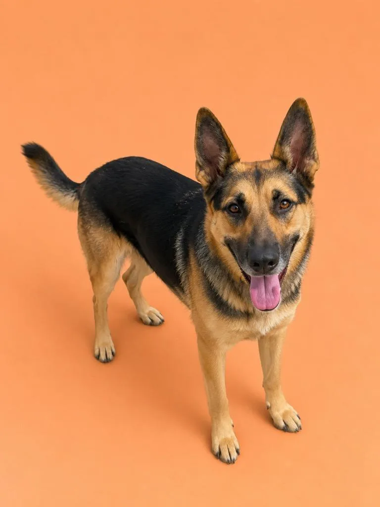 A young large-sized female German Shepherd Dog dog named Gracie for adoption in Wauchula, FL