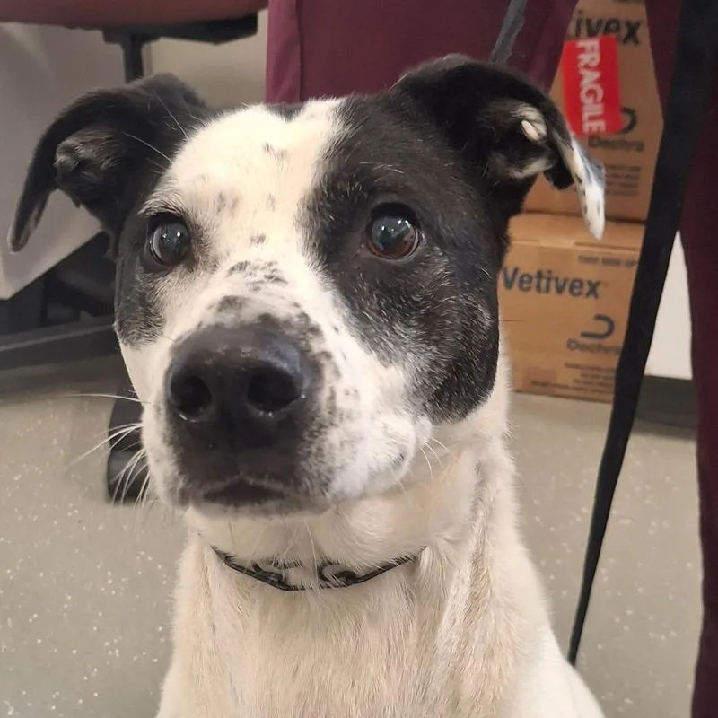 A senior medium-sized male Mixed Breed dog named Baxter Avail by Appt for adoption in Kennebunk, ME