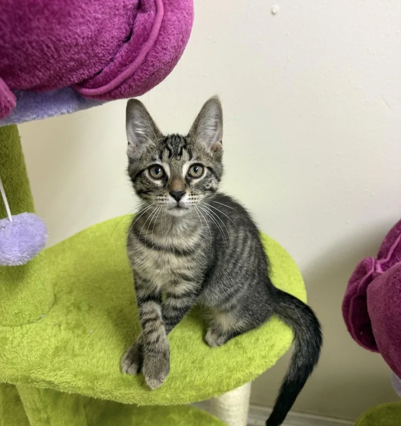 A baby medium-sized male Domestic Short Hair cat named Hershey for adoption in Walled Lake, MI