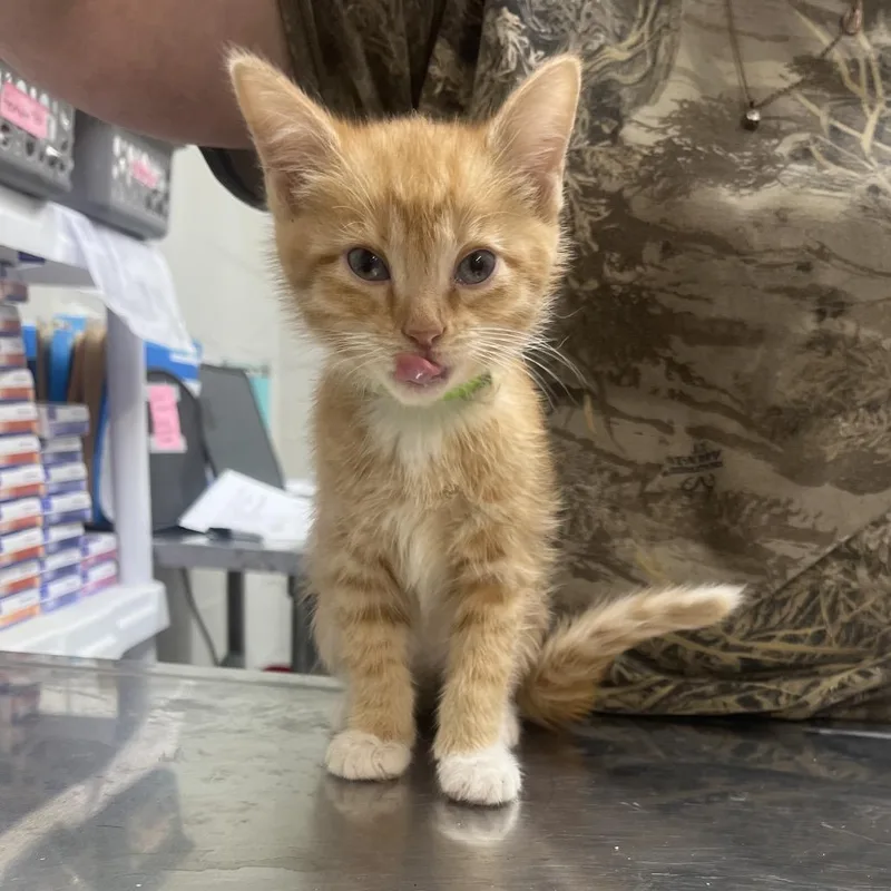 A baby small-sized female Orange / Red Domestic Short Hair cat named Mrs Potatohead for adoption in Clanton, AL