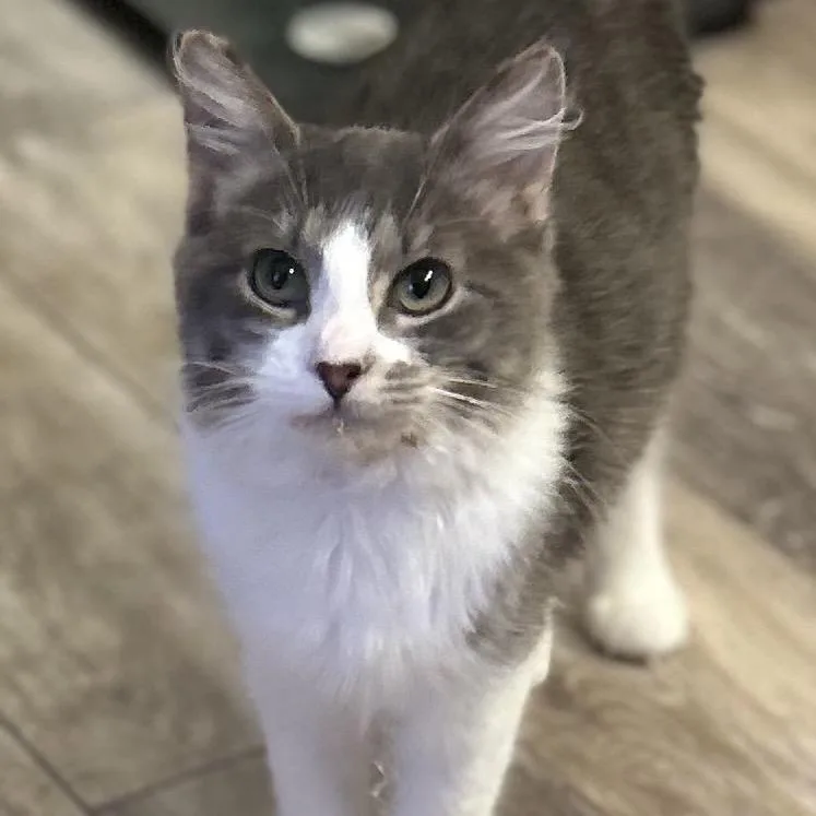 Fantasia thumbnail 2