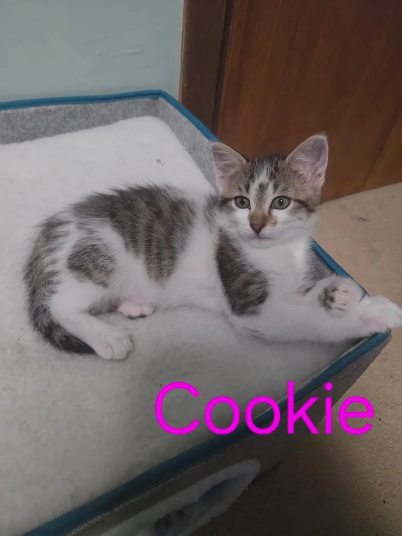 A baby medium-sized female Gray & White Domestic Short Hair cat named Cookie for adoption in Blaine, MN
