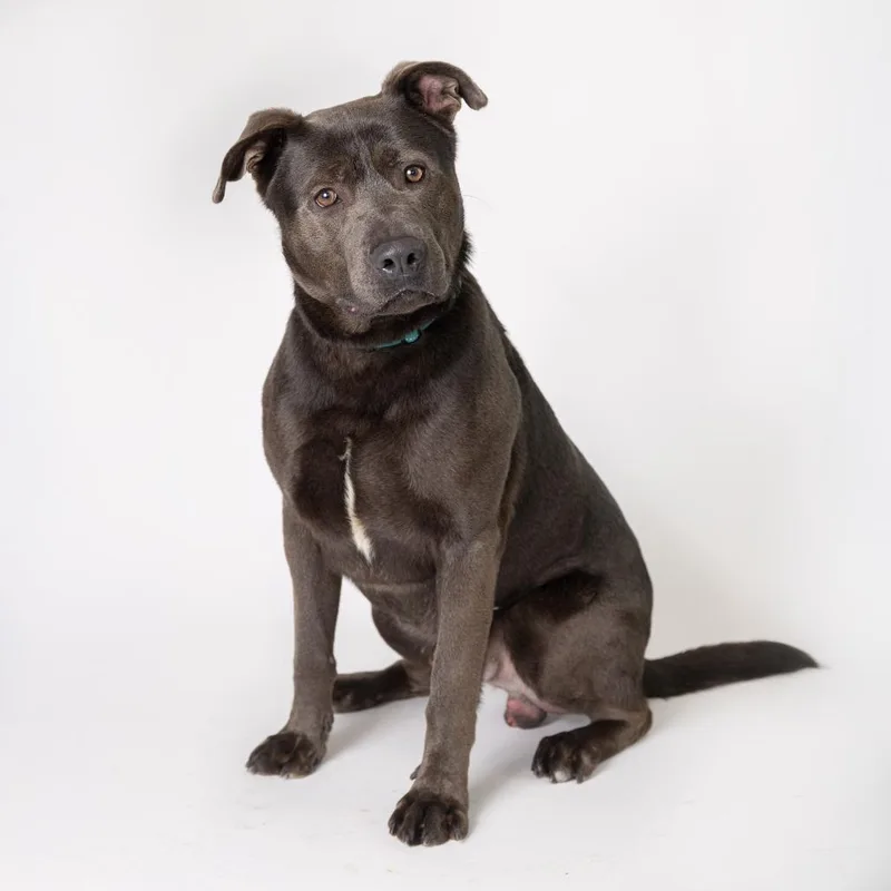 An adult large-sized male Gray / Blue / Silver Mixed Breed dog named Charcoal for adoption in Dearborn, MI