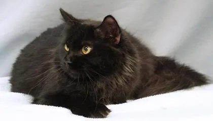 An adult medium-sized female Domestic Medium Hair cat named Skylar for adoption in Cincinnati, OH