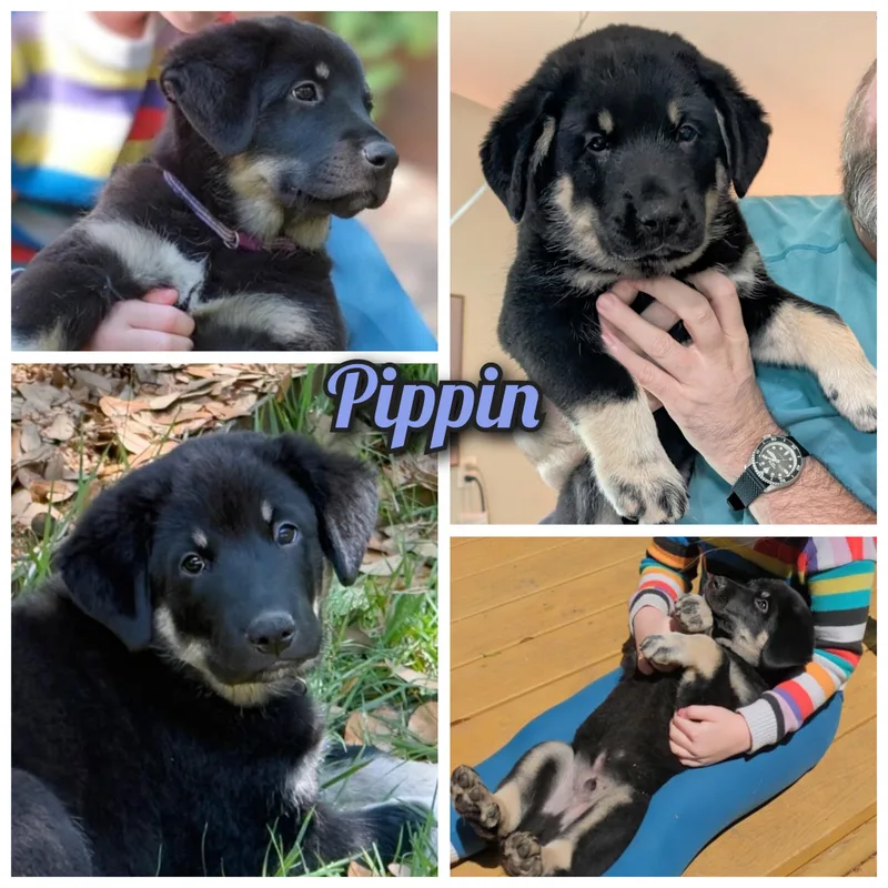 Pippin thumbnail 2