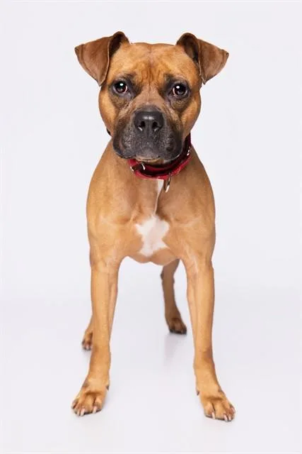 An adult large-sized male Boxer dog named Rolly for adoption in Miami, FL