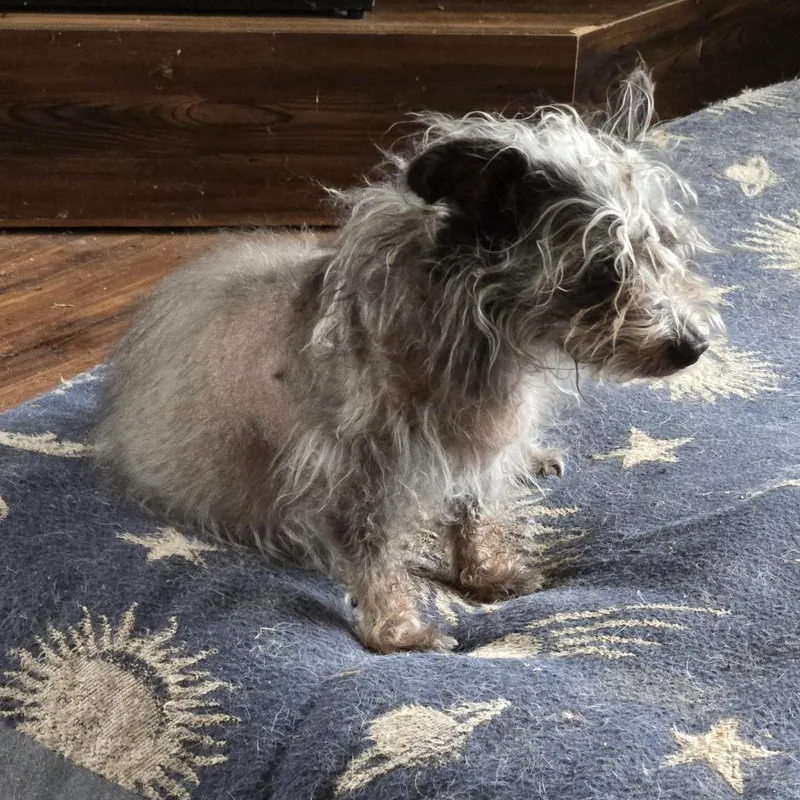 A senior small-sized male Black Rat Terrier dog named Emmitt D for adoption in Princeton, MN