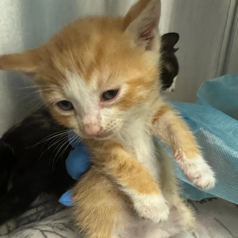 A baby small-sized male Orange / Red Domestic Short Hair cat named Air Bud for adoption in Los Angeles, CA