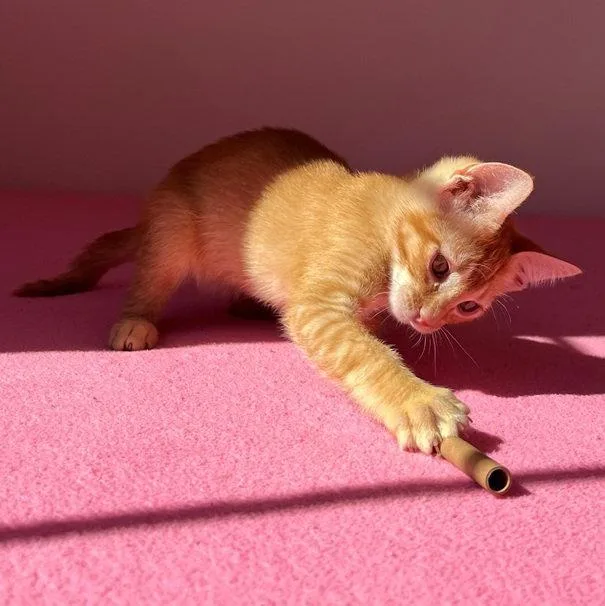 A baby small-sized male Orange & White Tabby cat named Frankie for adoption in San Jose, CA