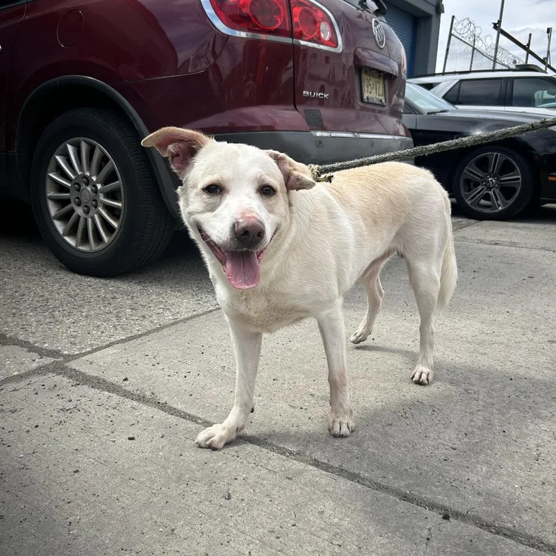 An adult large-sized male White / Cream Mixed Breed dog named Coco for adoption in Weimar, CA