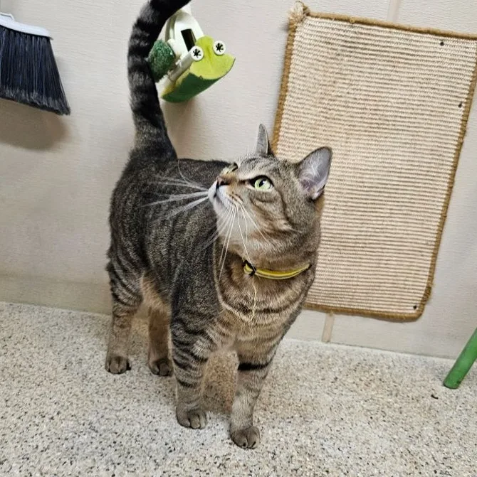 Sprinkles thumbnail 3