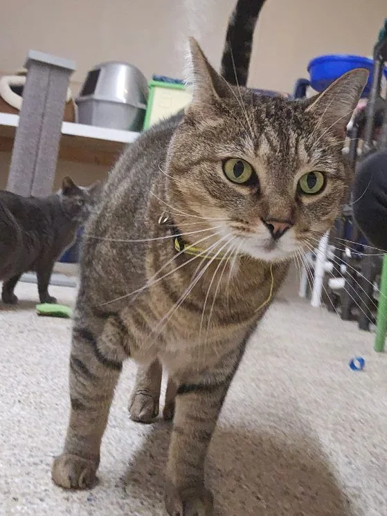 Sprinkles thumbnail 5