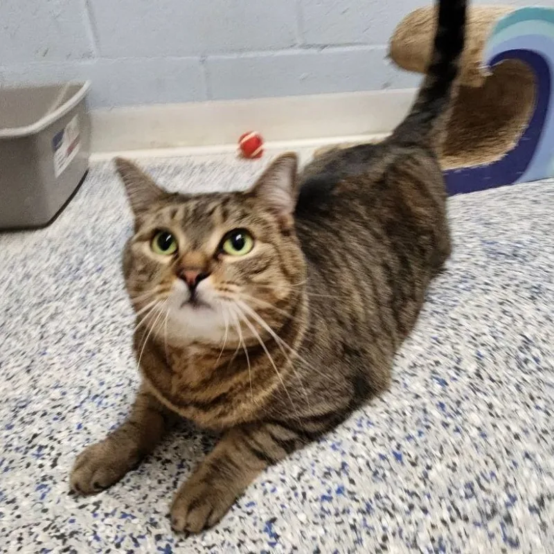 Sprinkles thumbnail 6