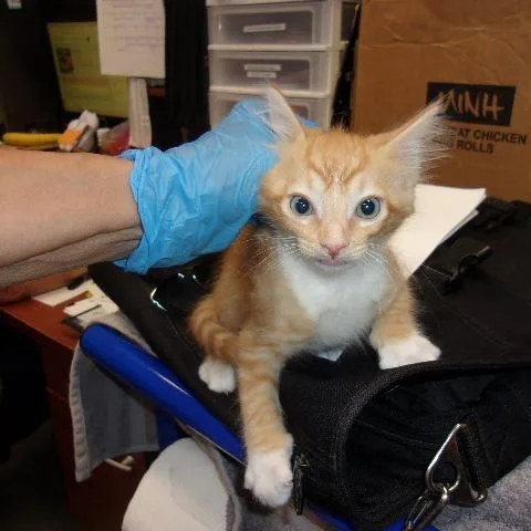 A baby small-sized male Orange / Red Domestic Short Hair cat named PePe Jr for adoption in Milton, FL