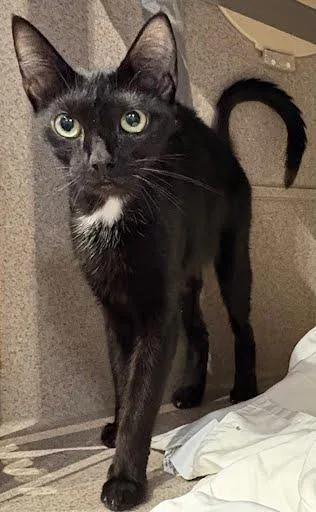 An adult medium-sized female Domestic Short Hair cat named Coffee for adoption in Washington, DC