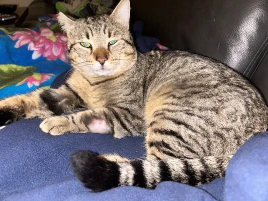 Lucky Larry thumbnail 3