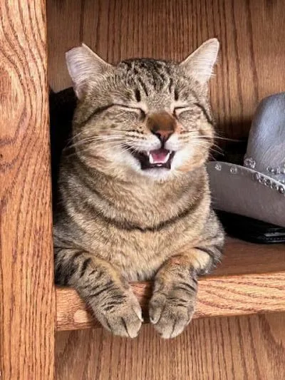 Lucky Larry thumbnail 4