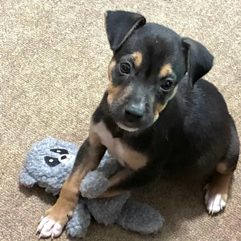 A baby medium-sized male Black Retriever dog named Odin for adoption in Greensboro, GA