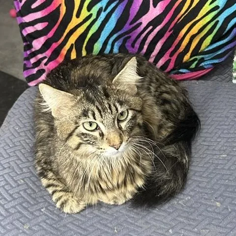 An adult medium-sized male Tabby (Brown / Chocolate) Domestic Long Hair cat named Harry for adoption in Devils Lake, ND