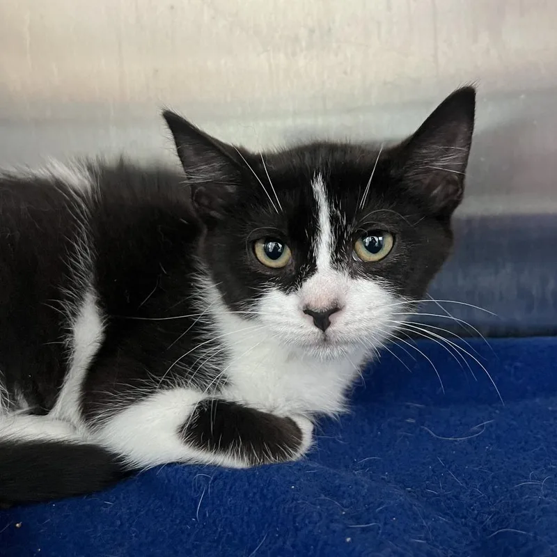 A baby small-sized female Black Domestic Short Hair cat named Morticia for adoption in Philadelphia, PA