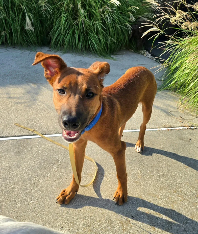 A young large-sized male Labrador Retriever dog named Ares for adoption in Virginia Beach, VA