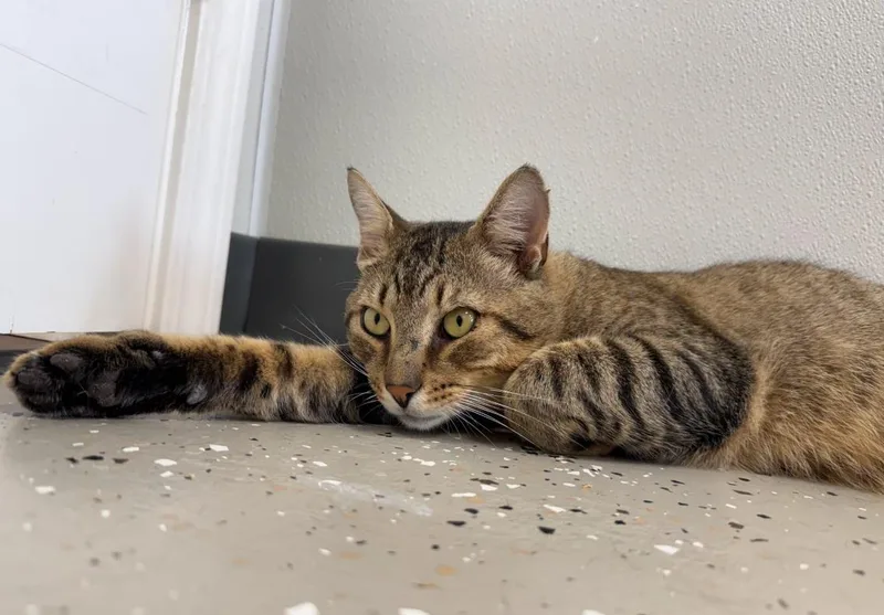 A young medium-sized male Buff / Tan / Fawn Tiger cat named Jag for adoption in Hornell, NY