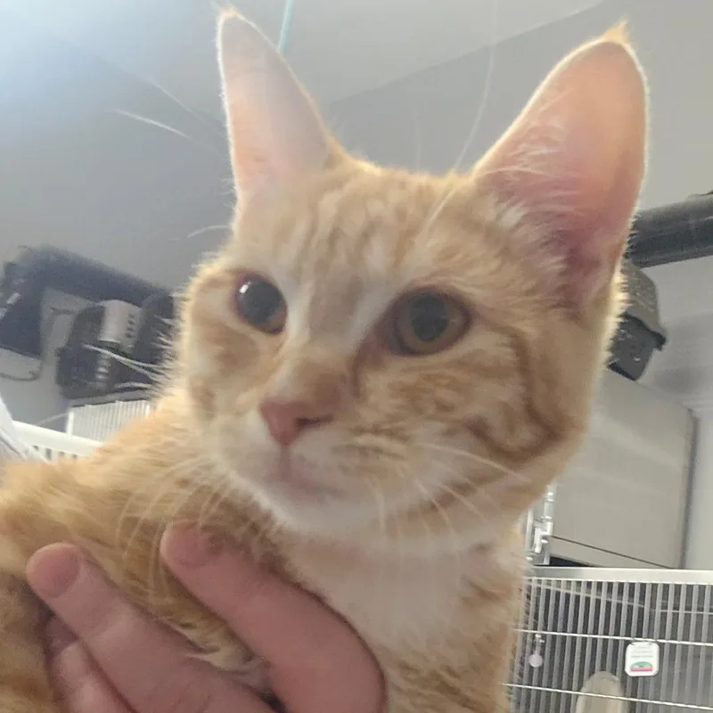 A baby medium-sized male Orange / Red Domestic Short Hair cat named Echinacea for adoption in Spokane, WA