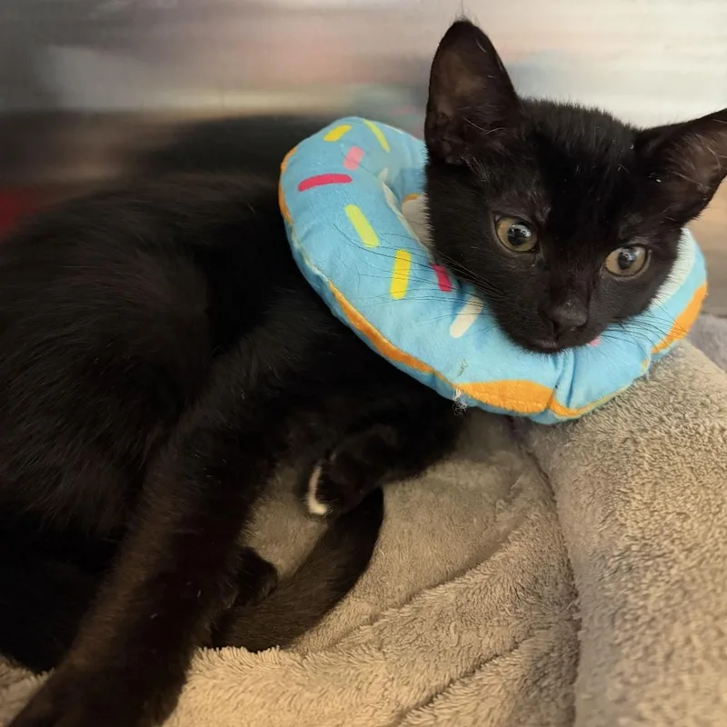 A baby small-sized male Black Domestic Short Hair cat named Samwise for adoption in Wilmington, DE