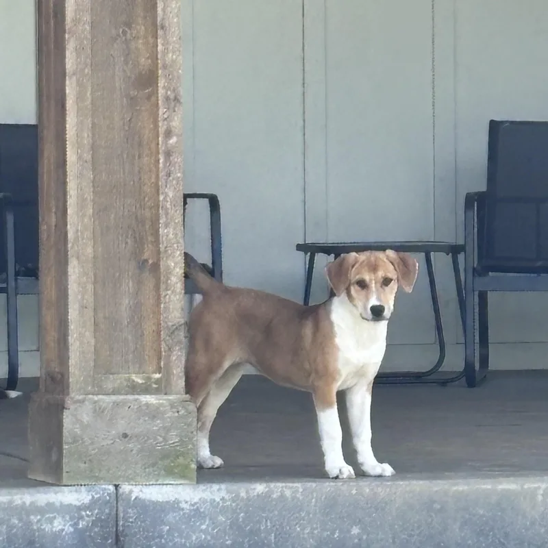 Bonnie