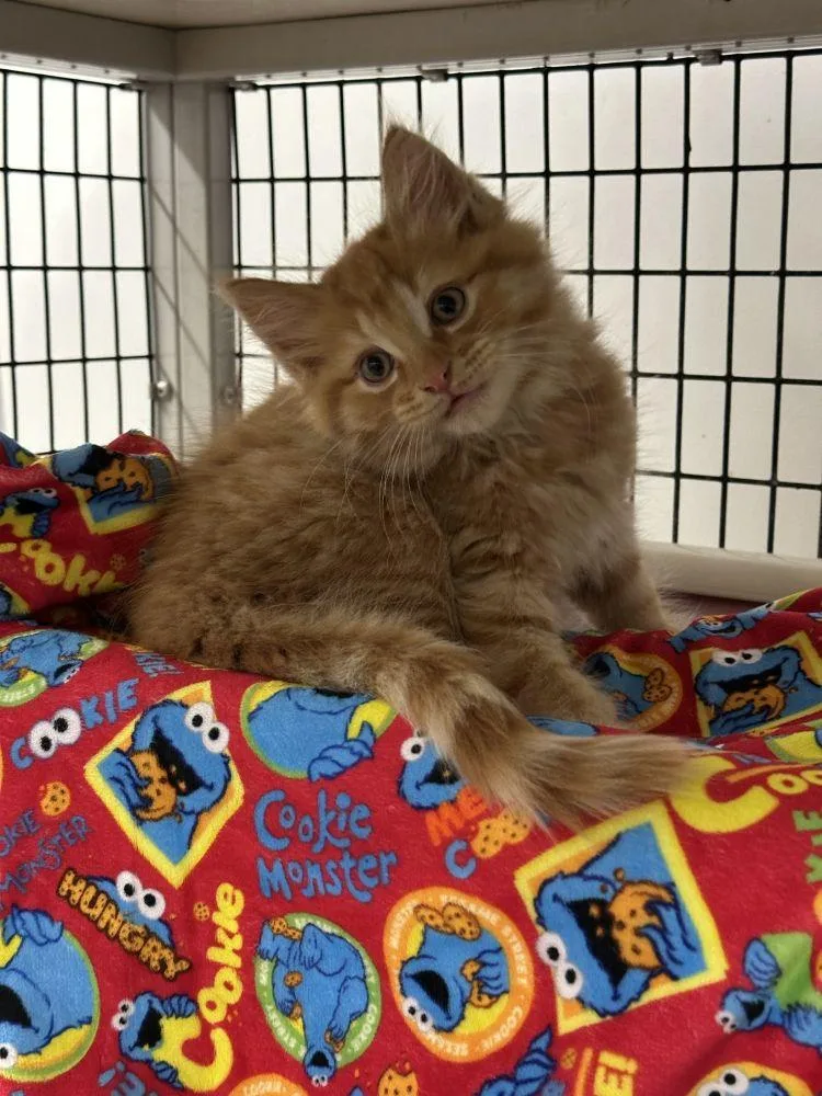 A baby small-sized male Orange / Red Domestic Short Hair cat named Pinto for adoption in Alexandria, VA