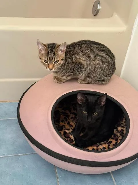 A baby small-sized male Domestic Short Hair cat named Bear Dolly for adoption in Blountville, TN