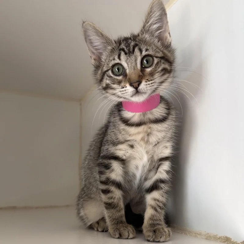 A baby small-sized female Brown / Chocolate Domestic Short Hair cat named Miette for adoption in Oakland, CA