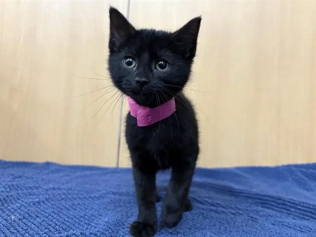 A baby small-sized female Domestic Short Hair cat named Six Fists for adoption in Saint Louis, MO