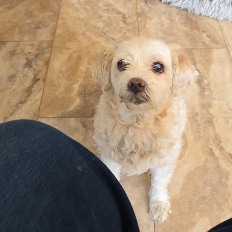A senior small-sized female Apricot / Beige Cockapoo dog named Lily boyd for adoption in Tunkhannock, PA