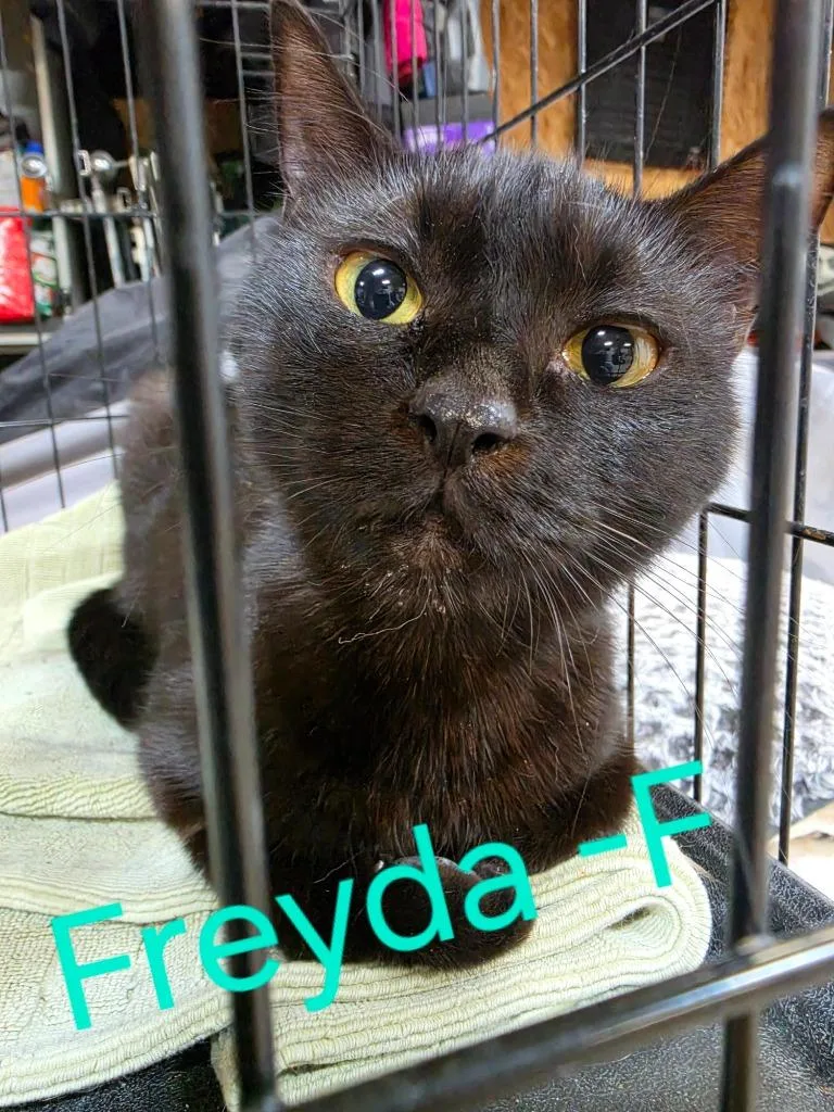 Freyda