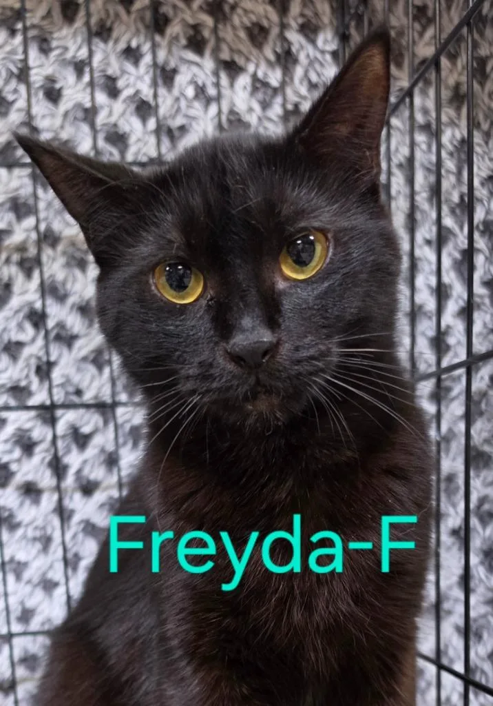 Freyda thumbnail 2