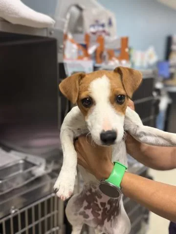 A young small-sized female Parson Russell Terrier dog named Lola for adoption in Riverside, CA