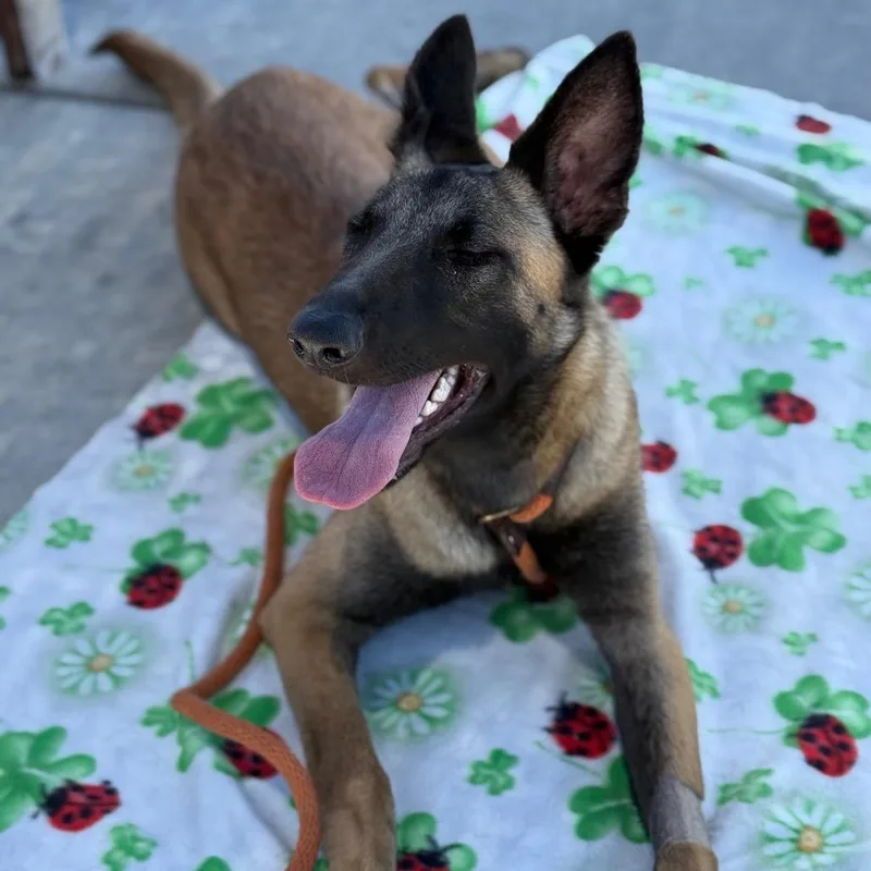 A young large-sized female Brown / Chocolate German Shepherd Dog dog named Image for adoption in Hawthorne, CA