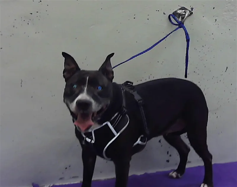 An adult medium-sized female Staffordshire Bull Terrier dog named Lulu for adoption in Houston, TX