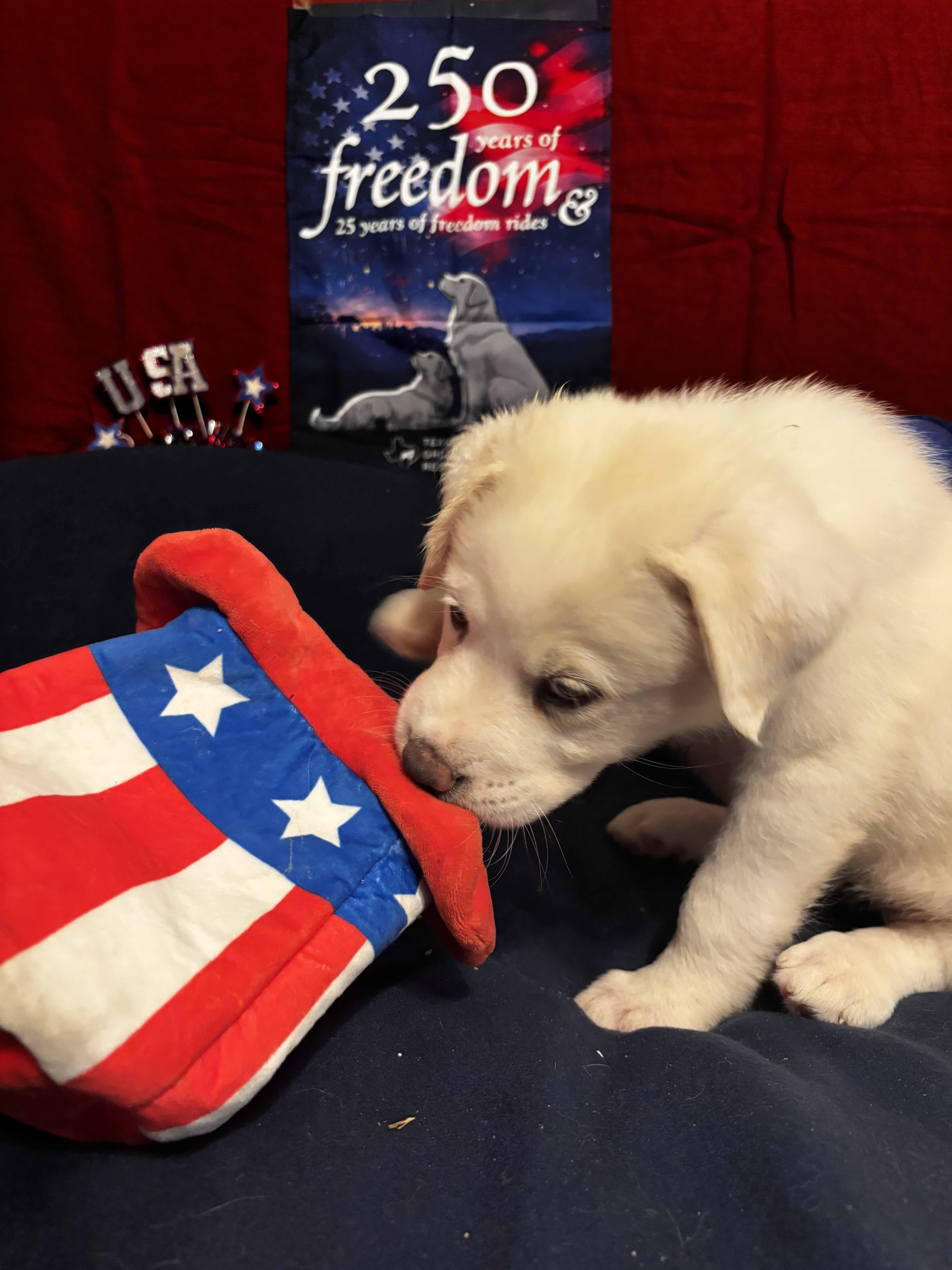 A baby large-sized female Great Pyrenees dog named Betsy Ruff DFW of for adoption in Quinlan, TX