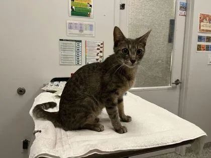 An adult medium-sized female Gray / Blue / Silver Domestic Short Hair cat named Bryce And Trinity ever for adoption in Kansas City, MO