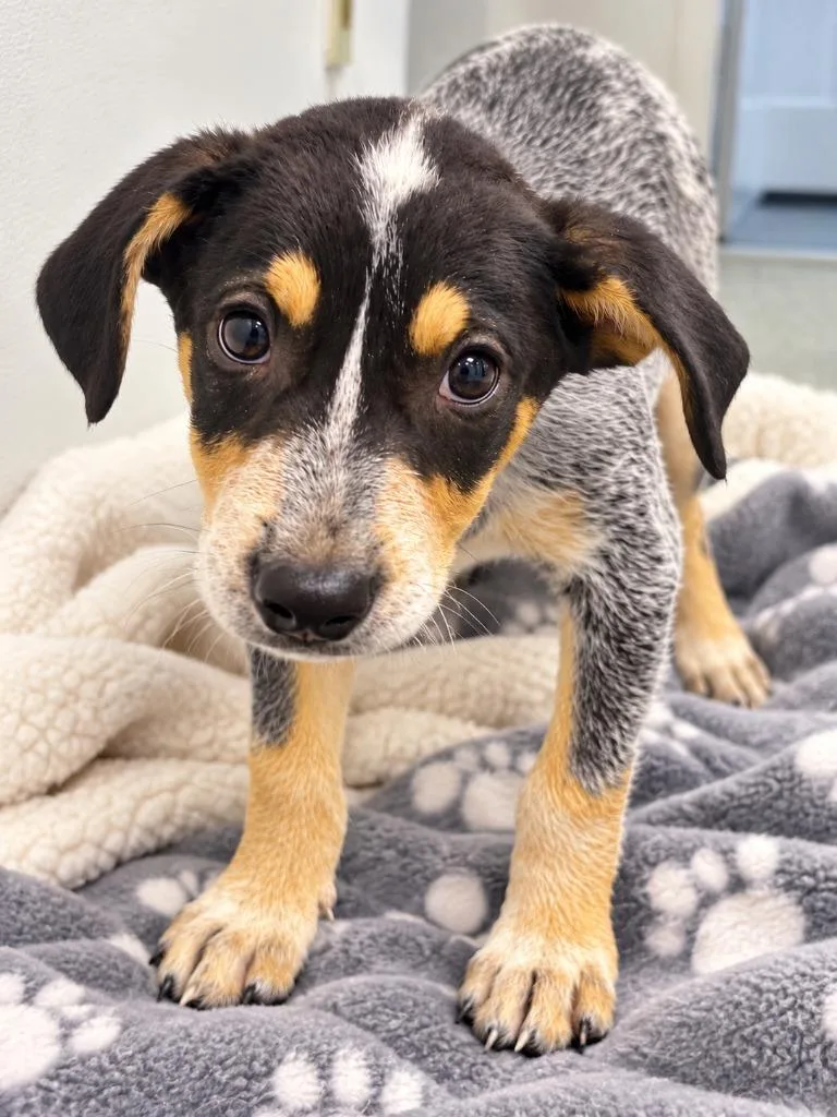 A baby medium-sized male Australian Cattle Dog / Blue Heeler dog named Zayden for adoption in Seven Points, TX