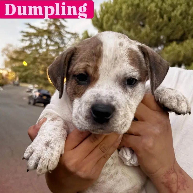 Dumpling