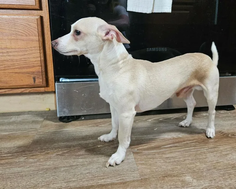 An adult small-sized male Chihuahua dog named Louie for adoption in China Township, MI