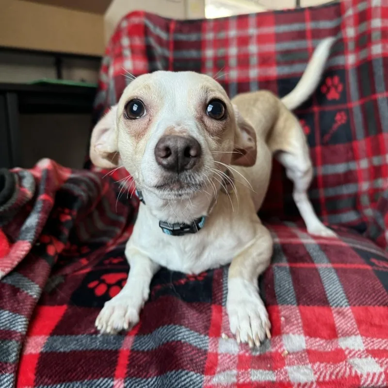 Louie thumbnail 2