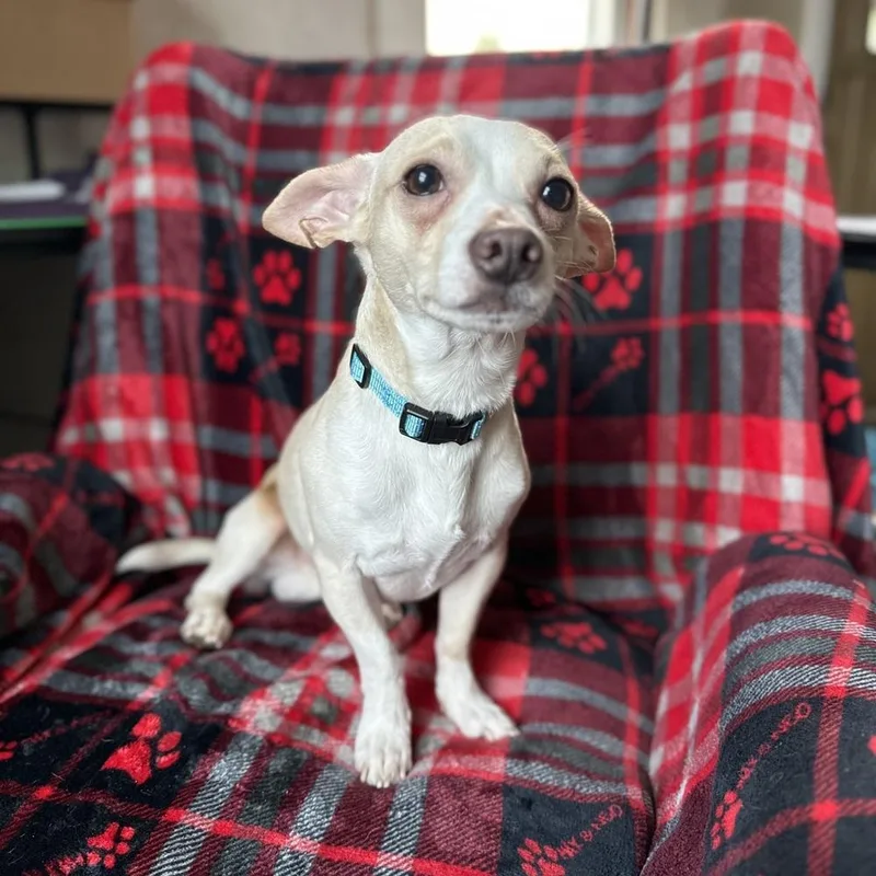 Louie thumbnail 5