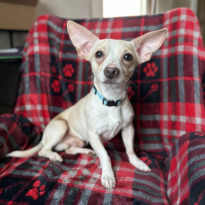 Louie thumbnail 6